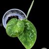 Scindapsus Baticon
