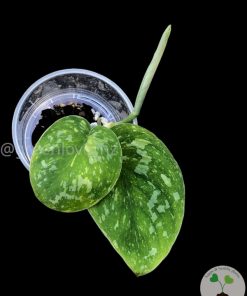 Scindapsus Baticon