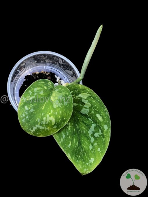 Scindapsus Baticon