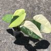 Variegated Chiapense - 6th leaf unfurling