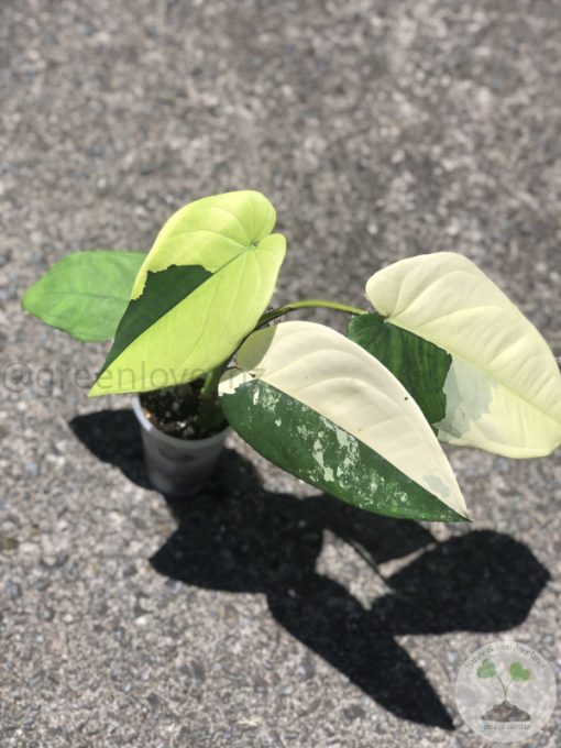 Variegated Chiapense - 6th leaf unfurling