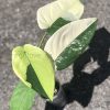 Variegated Chiapense - 6th leaf unfurling