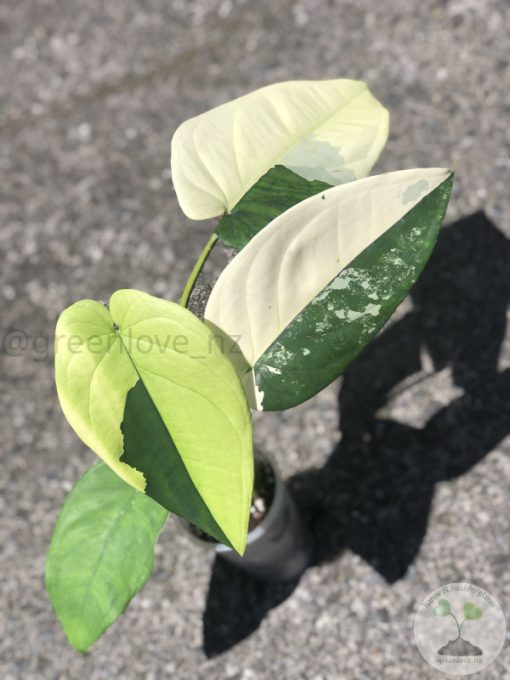 Variegated Chiapense - 6th leaf unfurling