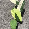 Variegated Chiapense - 6th leaf unfurling