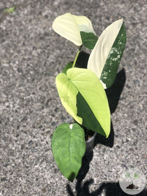 Variegated Chiapense - 6th leaf unfurling