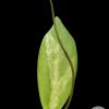 Hoya incrassata 'Moonshadow'