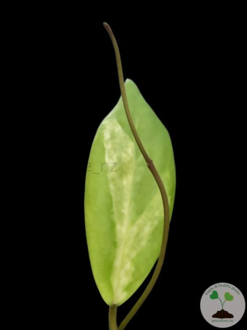Hoya incrassata 'Moonshadow'