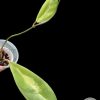 Hoya incrassata 'Moonshadow'
