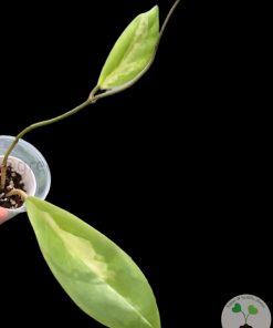 Hoya incrassata 'Moonshadow'