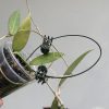 Hoya verticillata (acuta)