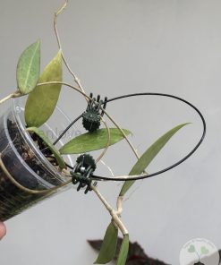 Hoya verticillata (acuta)