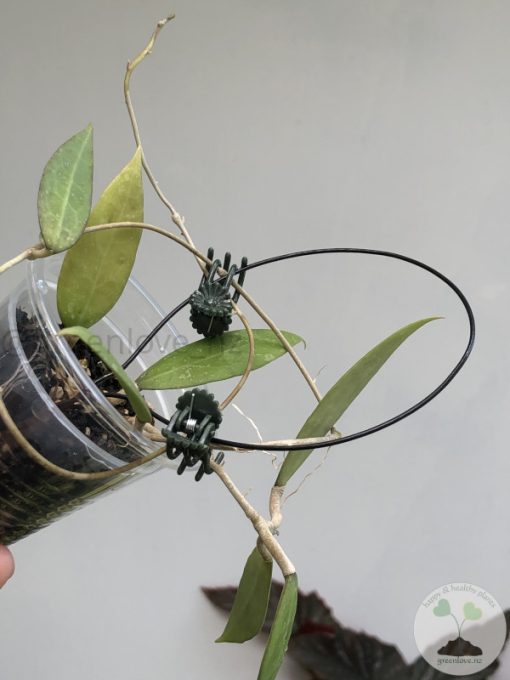 Hoya verticillata (acuta)