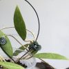 Hoya verticillata (acuta)