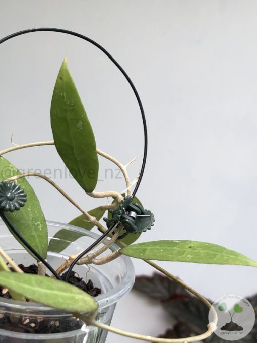 Hoya verticillata (acuta)