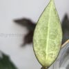 Hoya verticillata (acuta)