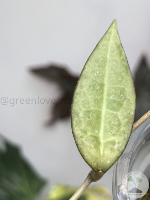 Hoya verticillata (acuta)