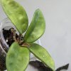 Hoya carnosa 'krinkle 8'