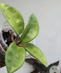 Hoya carnosa 'krinkle 8'