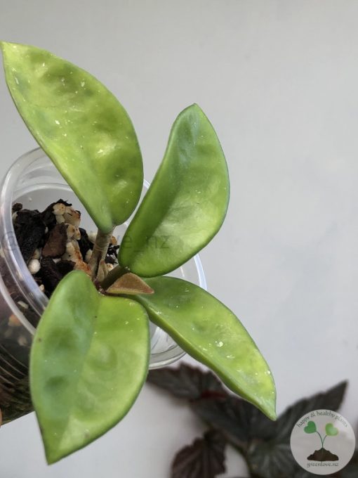 Hoya carnosa 'krinkle 8'