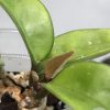 Hoya carnosa 'krinkle 8'