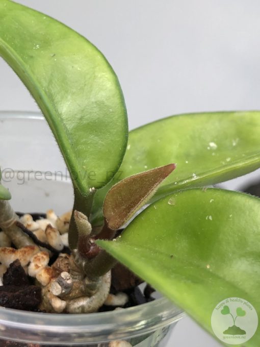 Hoya carnosa 'krinkle 8'