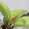 Hoya carnosa 'krinkle 8'