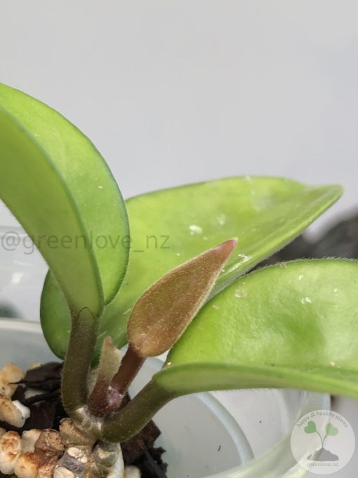 Hoya carnosa 'krinkle 8'