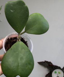 Hoya Kerrii