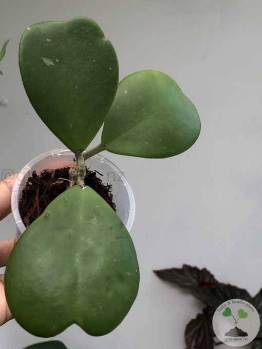 Hoya Kerrii