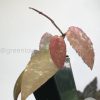 Hoya caudata Sumatra red