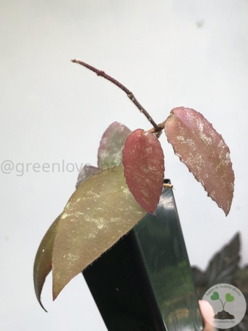 Hoya caudata Sumatra red