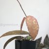 Hoya caudata Sumatra red
