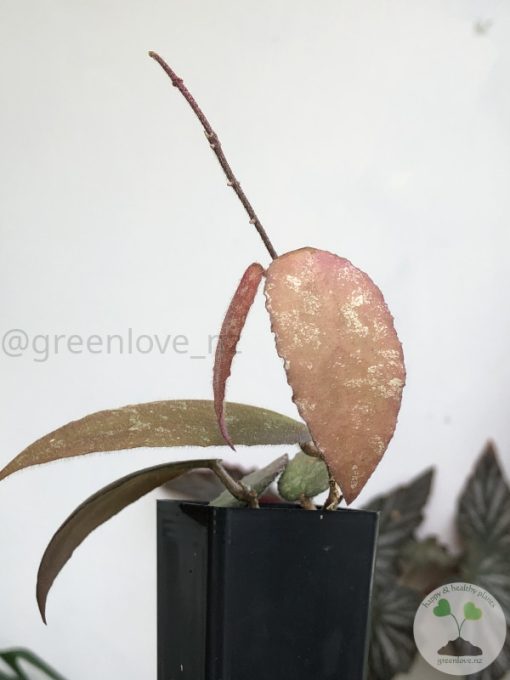 Hoya caudata Sumatra red