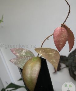 Hoya caudata Sumatra red