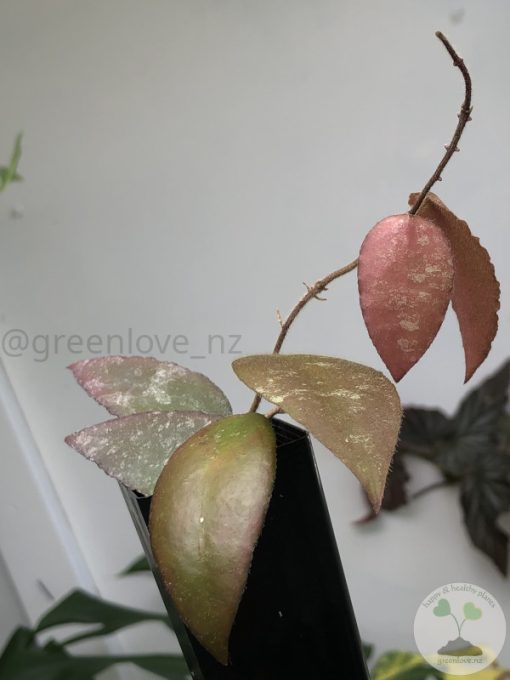 Hoya caudata Sumatra red