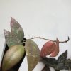 Hoya caudata Sumatra red