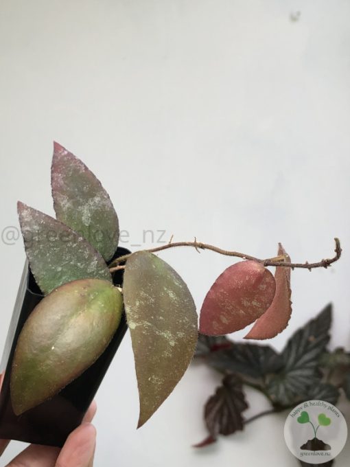 Hoya caudata Sumatra red