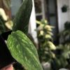 Rare Scindapsus Green Army (narrow)