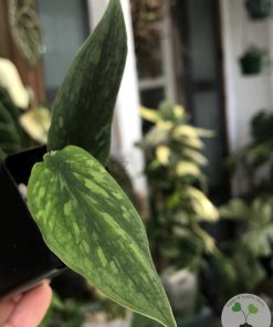 Rare Scindapsus Green Army (narrow)