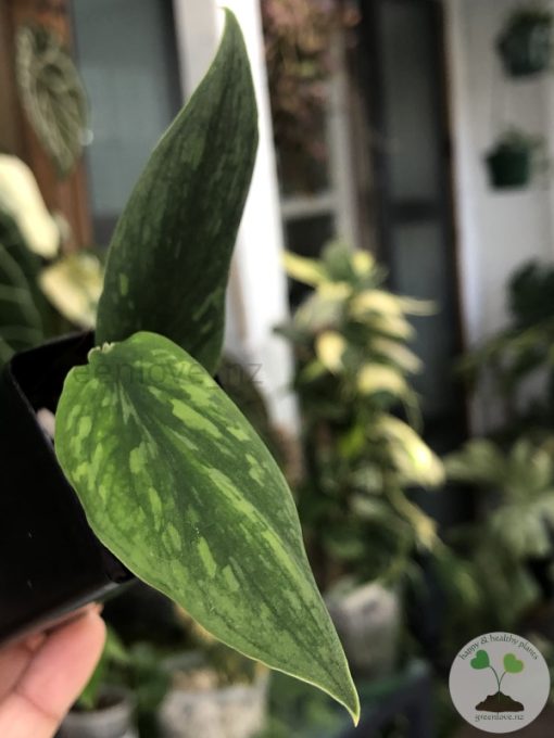 Rare Scindapsus Green Army (narrow)