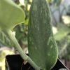Rare Scindapsus Green Army (narrow)