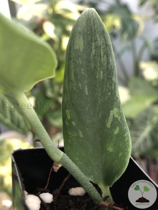 Rare Scindapsus Green Army (narrow)