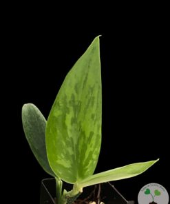 Rare Scindapsus Green Army (narrow)