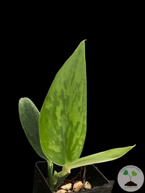 Rare Scindapsus Green Army (narrow)