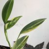 Scindapsus Coriaceus Aurea