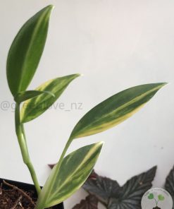 Scindapsus Coriaceus Aurea