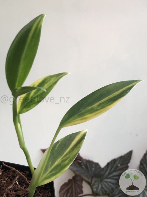 Scindapsus Coriaceus Aurea