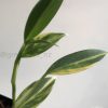 Scindapsus Coriaceus Aurea
