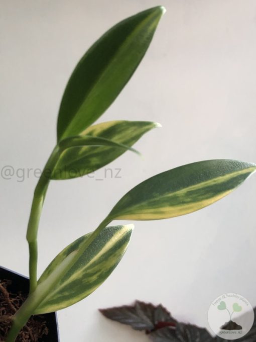 Scindapsus Coriaceus Aurea