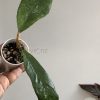 Hoya finlaysonii 'Chicken Farm'
